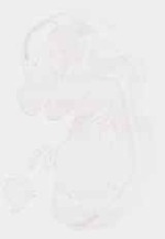 EMAGE:8534
