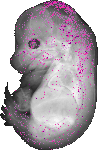 mouse atlas EMAGE spatial in situ gene expression database None