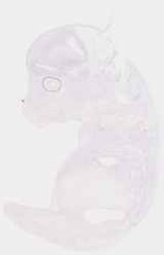 EMAGE:8545