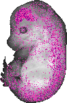 mouse atlas EMAGE spatial in situ gene expression database None