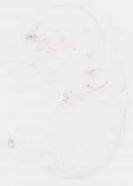 EMAGE:8548