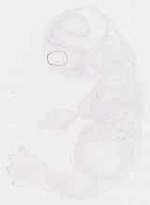 EMAGE:8550