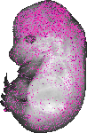 mouse atlas EMAGE spatial in situ gene expression database None