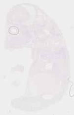 EMAGE:8593