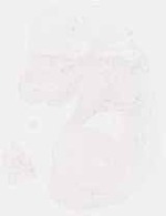 EMAGE:8594