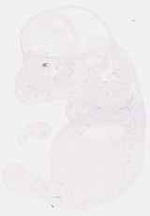EMAGE:8594