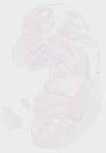 EMAGE:8619