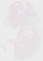 EMAGE:8619