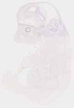 EMAGE:8619