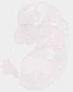 EMAGE:8645