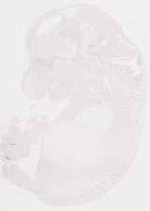 EMAGE:8645