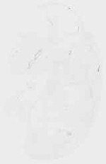 EMAGE:8658