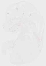 EMAGE:8658