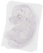 EMAGE:8658