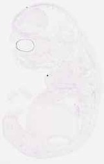 EMAGE:8676