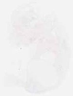 EMAGE:8716