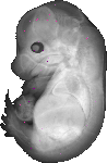mouse atlas EMAGE spatial in situ gene expression database None