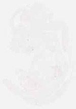 EMAGE:8730