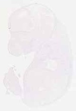 EMAGE:8752