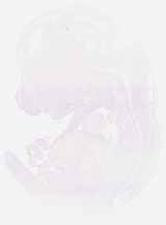 EMAGE:8752