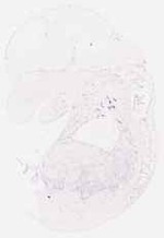 EMAGE:8754