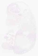 EMAGE:8767