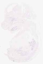 EMAGE:8785