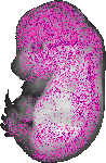 mouse atlas EMAGE spatial in situ gene expression database None