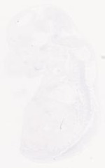 EMAGE:8812