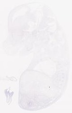 EMAGE:8812