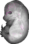 mouse atlas EMAGE spatial in situ gene expression database None