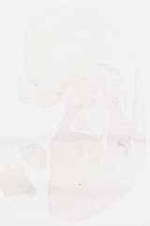 EMAGE:8832