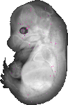 mouse atlas EMAGE spatial in situ gene expression database None