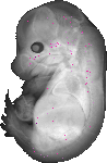 mouse atlas EMAGE spatial in situ gene expression database None