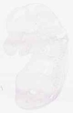 EMAGE:8935