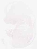 EMAGE:8968