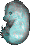 EMAGE:9008