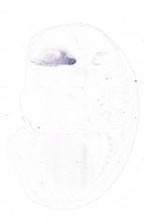 EMAGE:9058