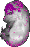 mouse atlas EMAGE spatial in situ gene expression database None