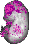 mouse atlas EMAGE spatial in situ gene expression database None