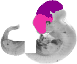 mouse atlas EMAGE spatial in situ gene expression database None
