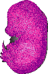 mouse atlas EMAGE spatial in situ gene expression database None