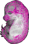 mouse atlas EMAGE spatial in situ gene expression database None