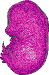 mouse atlas EMAGE spatial in situ gene expression database None