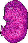 mouse atlas EMAGE spatial in situ gene expression database None