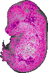 mouse atlas EMAGE spatial in situ gene expression database None