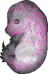 mouse atlas EMAGE spatial in situ gene expression database None