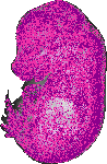 mouse atlas EMAGE spatial in situ gene expression database None