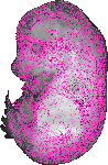 mouse atlas EMAGE spatial in situ gene expression database None
