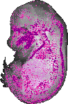 mouse atlas EMAGE spatial in situ gene expression database None